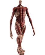 Vue 3/4 de face avec plan entier de la figurine du Colossal Titan de Shingeki no Kyojin, sans vêtements, en pose dynamique.